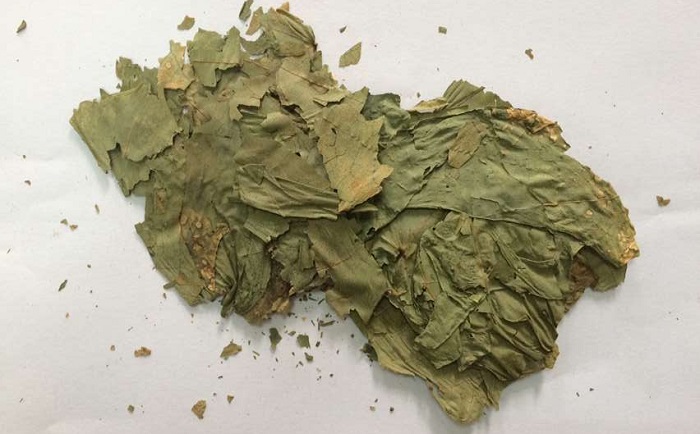 棉花叶小优视频官网